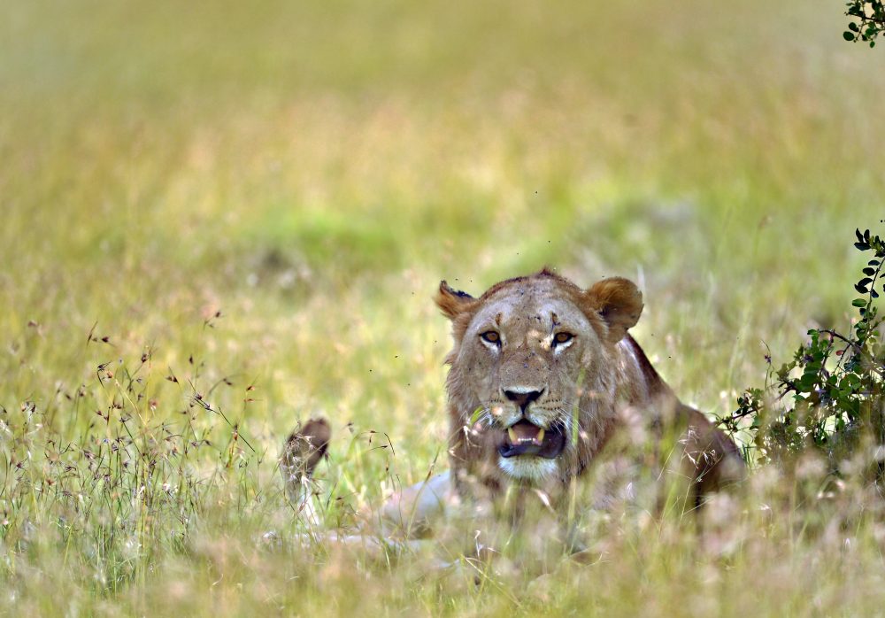 Lions in Zimbabwe reserve most threatened by humans: research – Eagle News