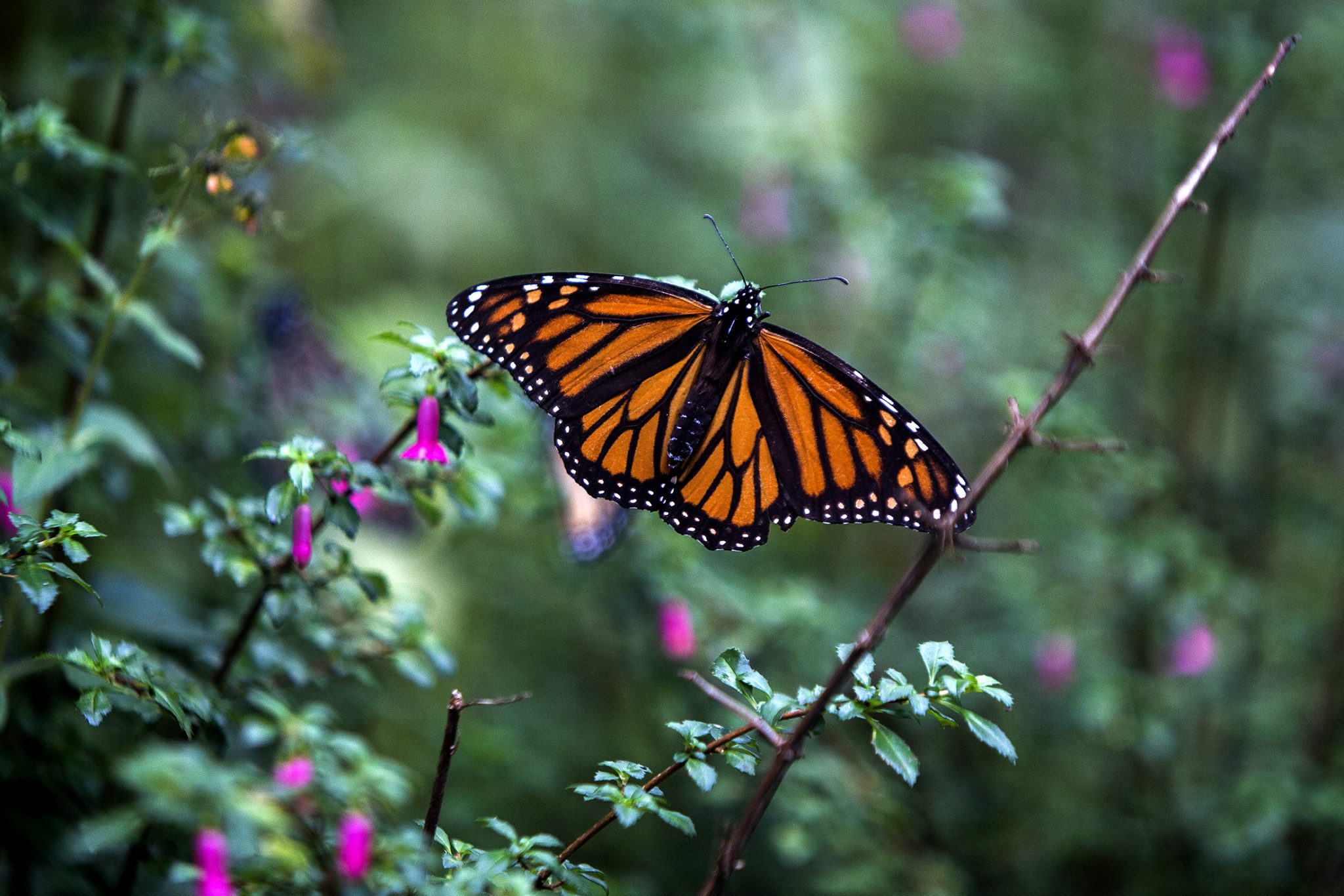 Фото Monarch. Nevertheless Butterfly. Butterfly still.